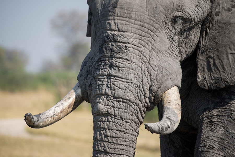 Elephant ivory was banned in the uk in 2018