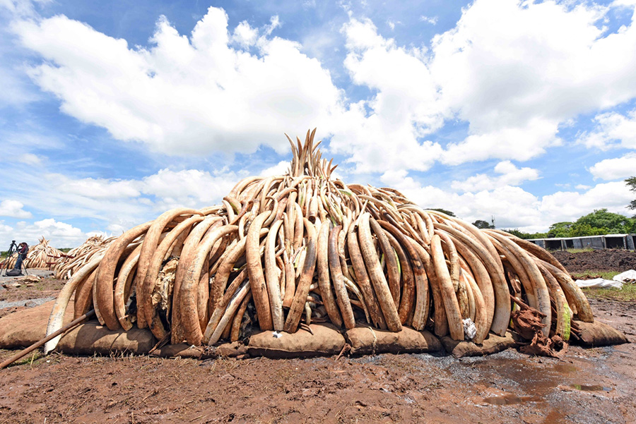 Elephant ivory was banned in 1989 - this photo shows a large pile of elephant ivory waiting to be destroyed